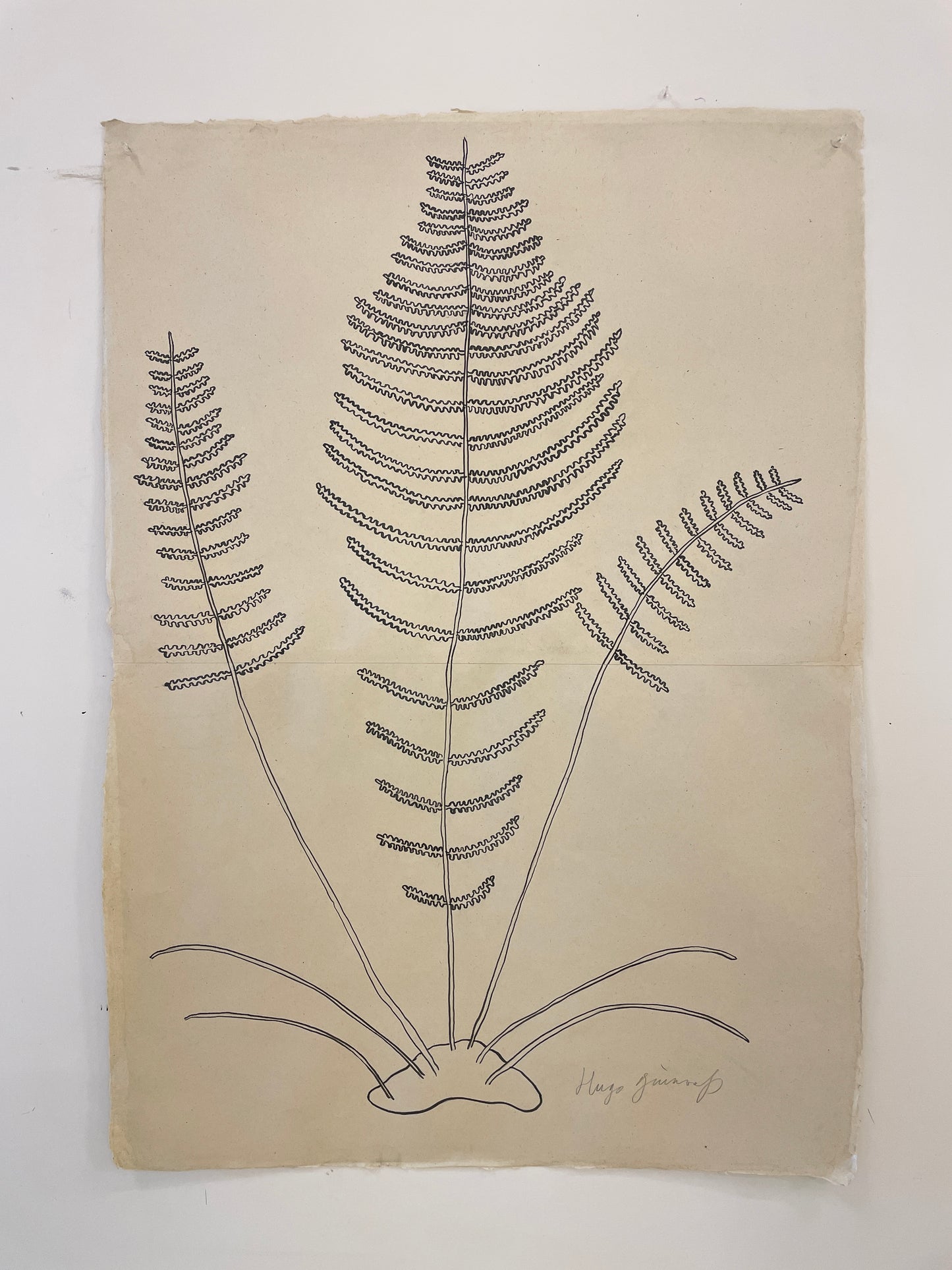Three ferns