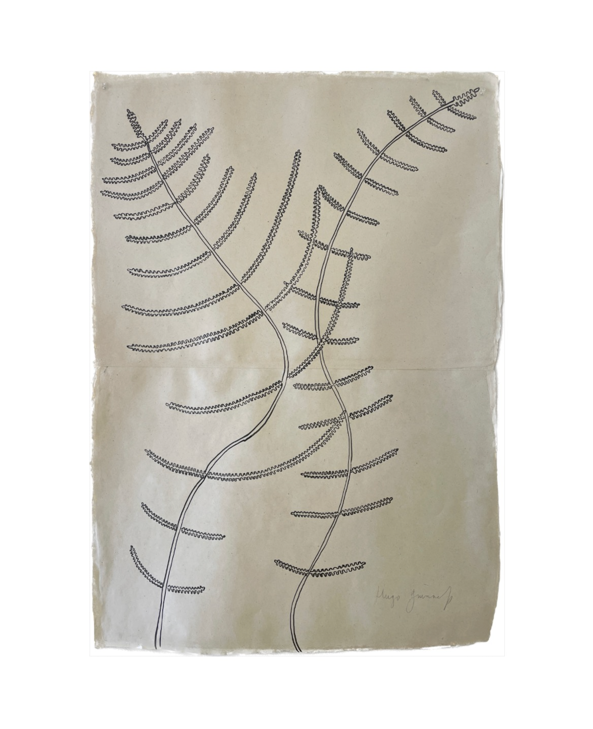 Two Ferns