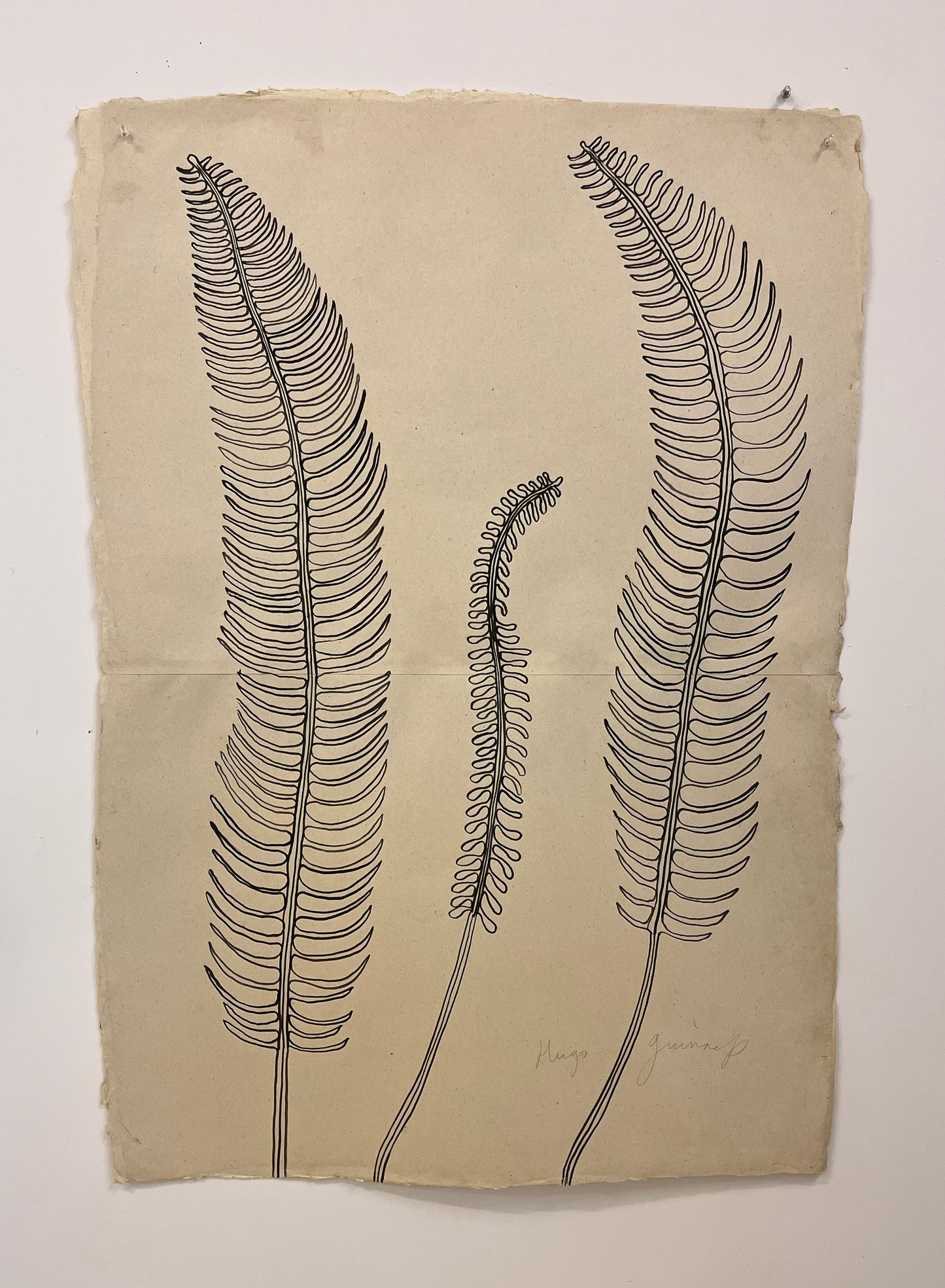 Three Ferns