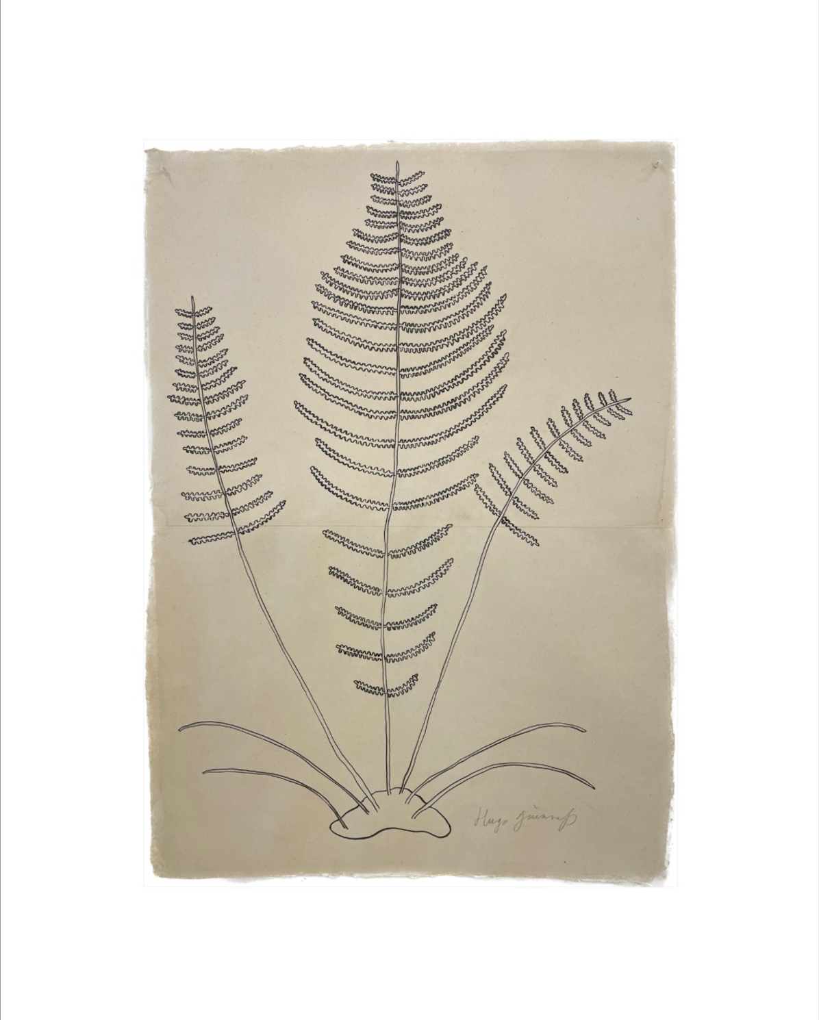 Three ferns