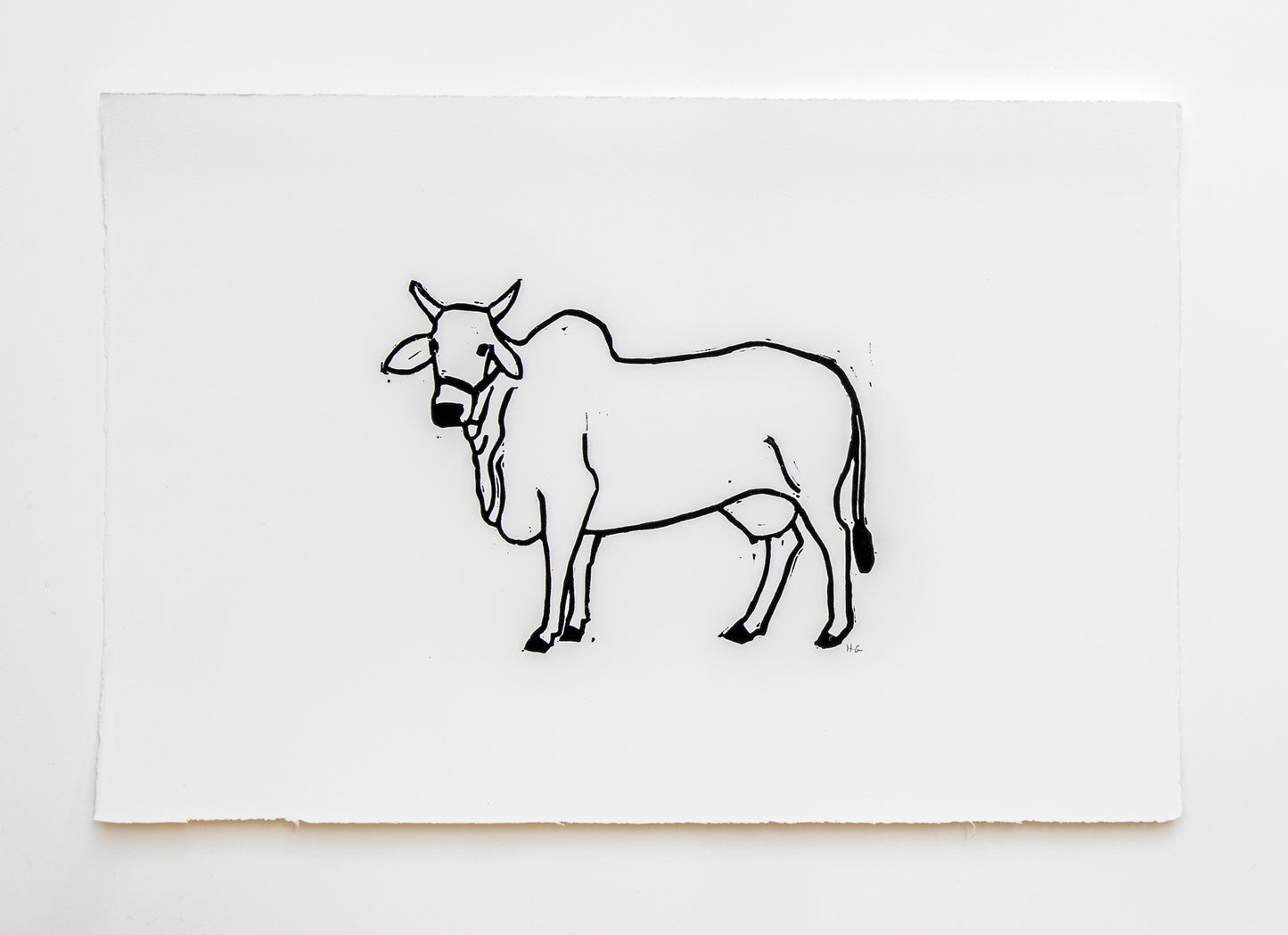 Indian Cow