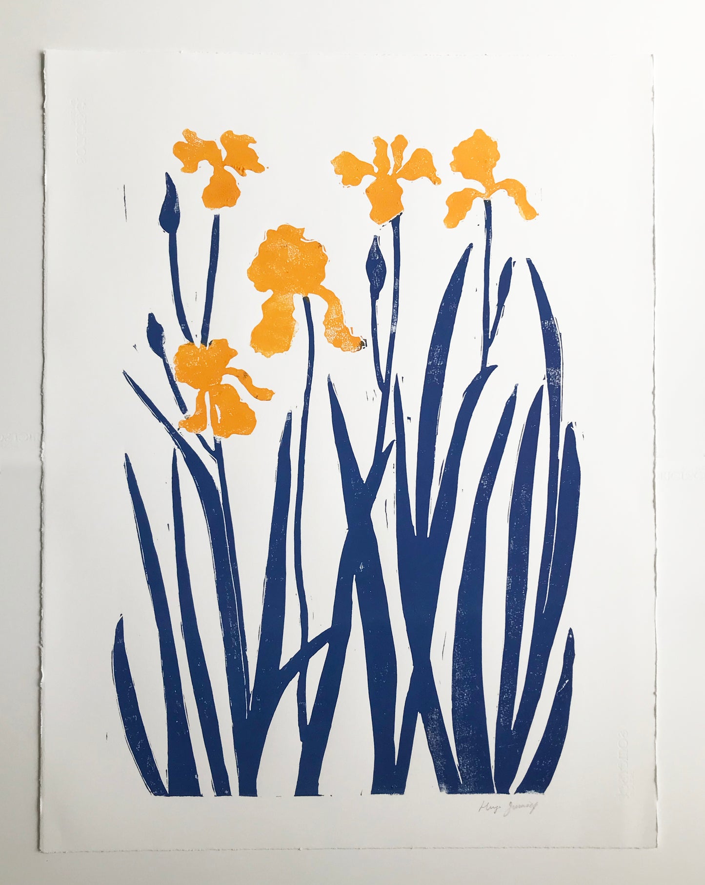 Indigo & Yellow Iris