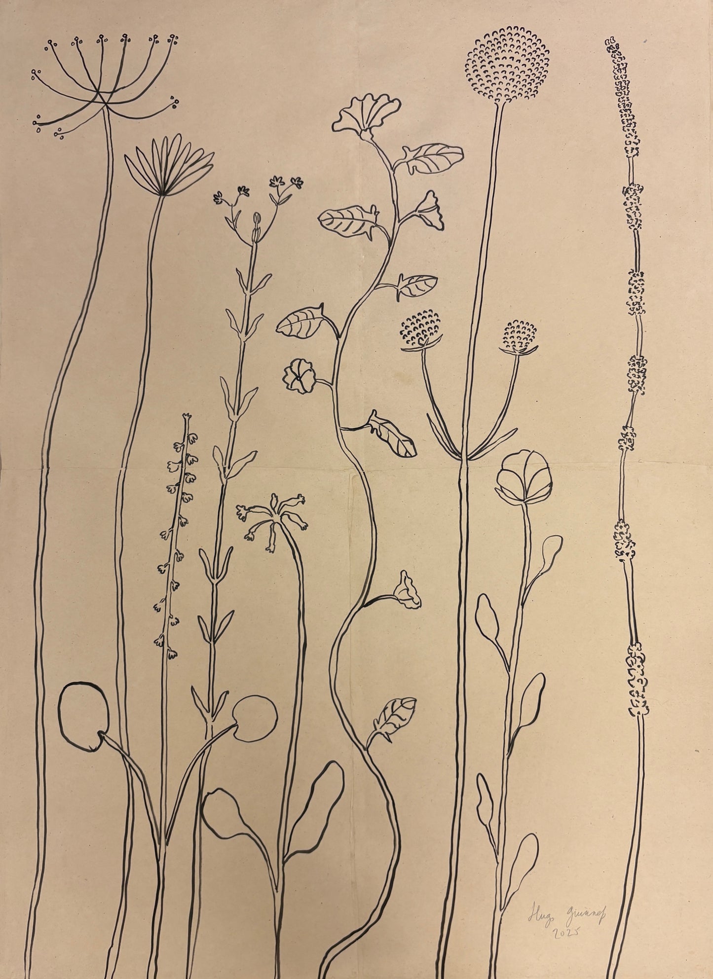 Wild Flowers