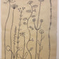 Wild Flowers