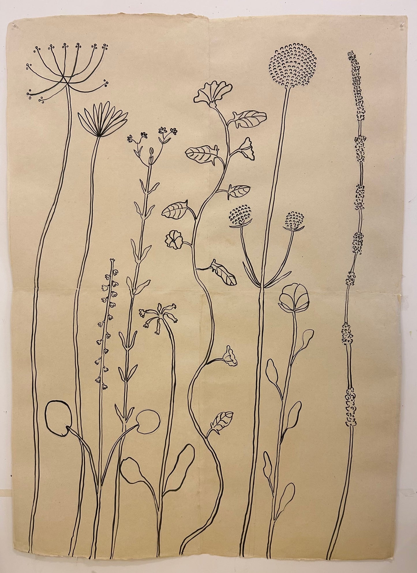 Wild Flowers